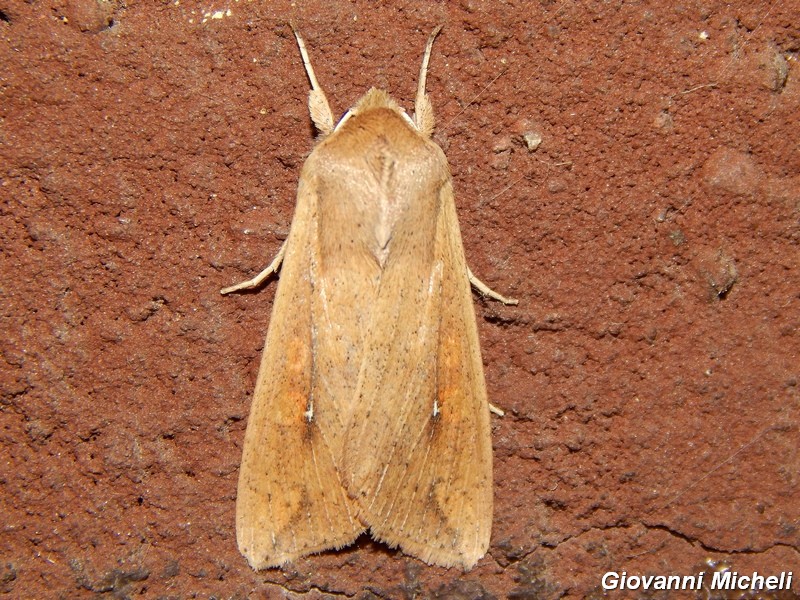 La solita...Mythimna unipuncta Noctuidae